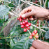 JAS Organic Timor-Leste Kocamau